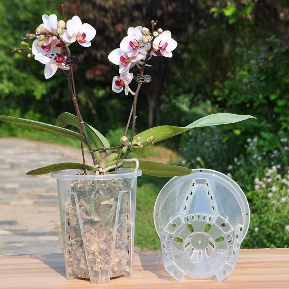 Plastic Root Control Transpare - đánh giá và giá Aloe Vera Pot