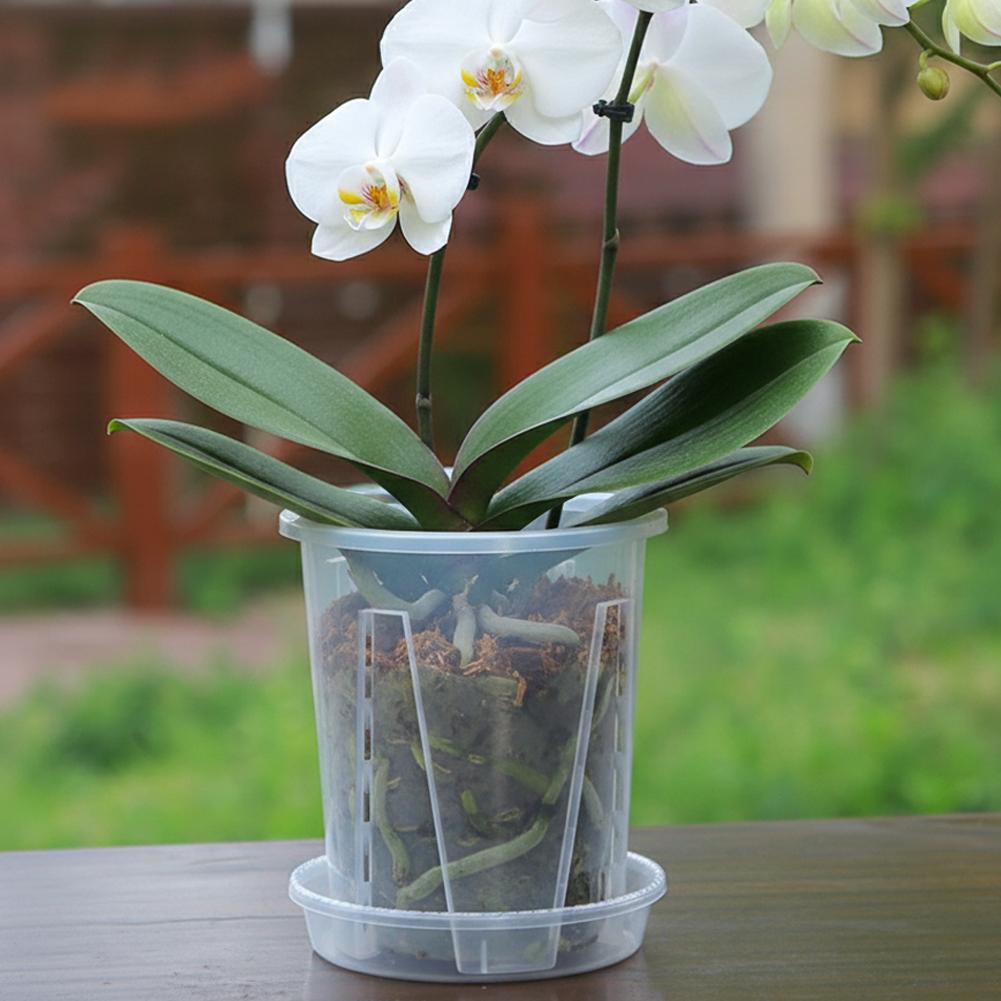 Plastic Root Control Transpare - đánh giá và giá Aloe Vera Pot