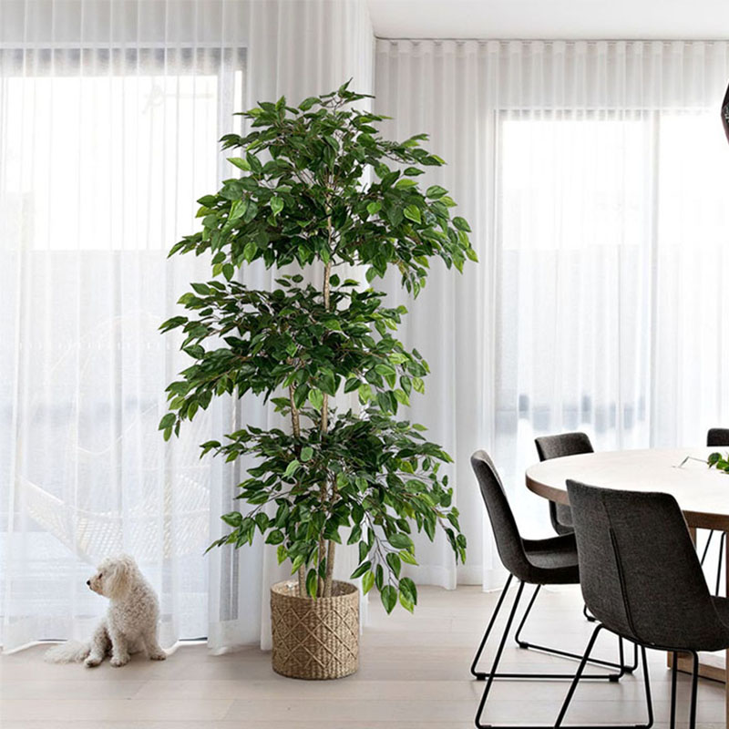 70in Ficus Artificial Tree Lar - đánh giá và giá Dracaena Marginata