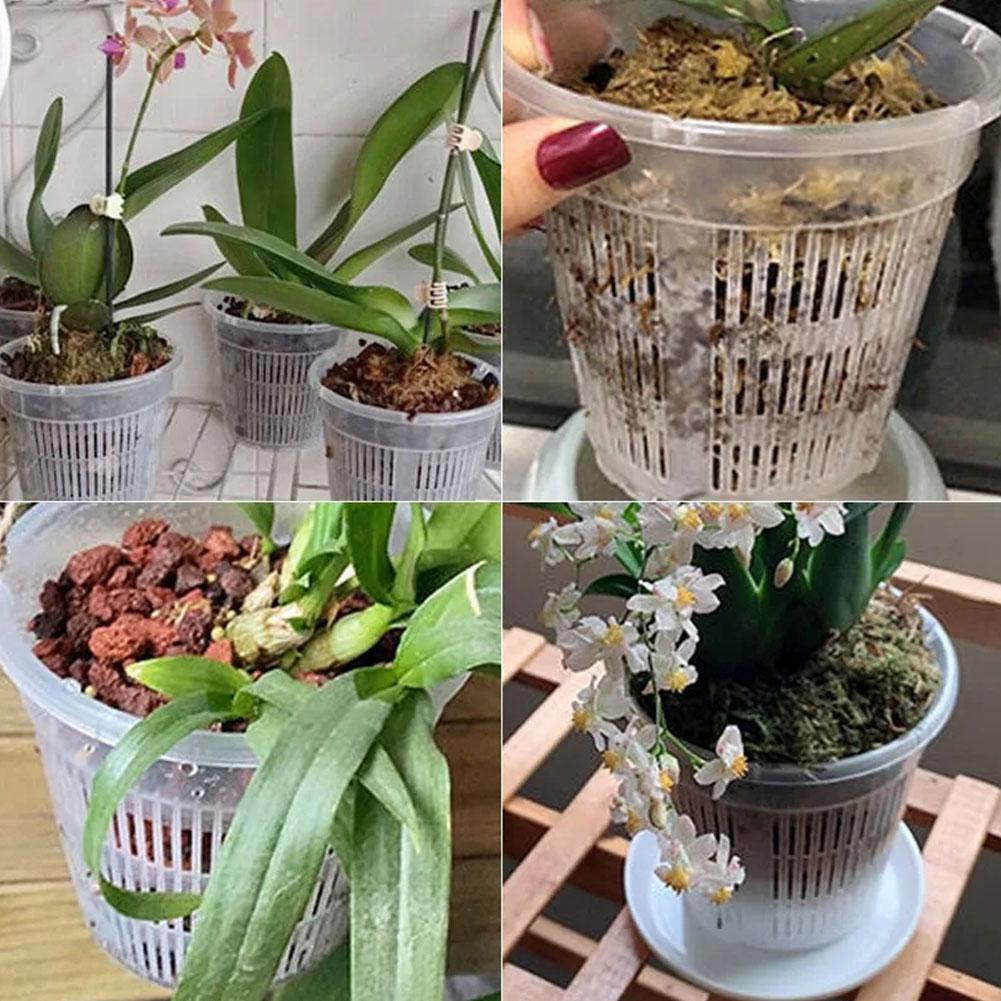Mesh Pot Root Control Transpar - đánh giá và giá Aloe Vera Pot