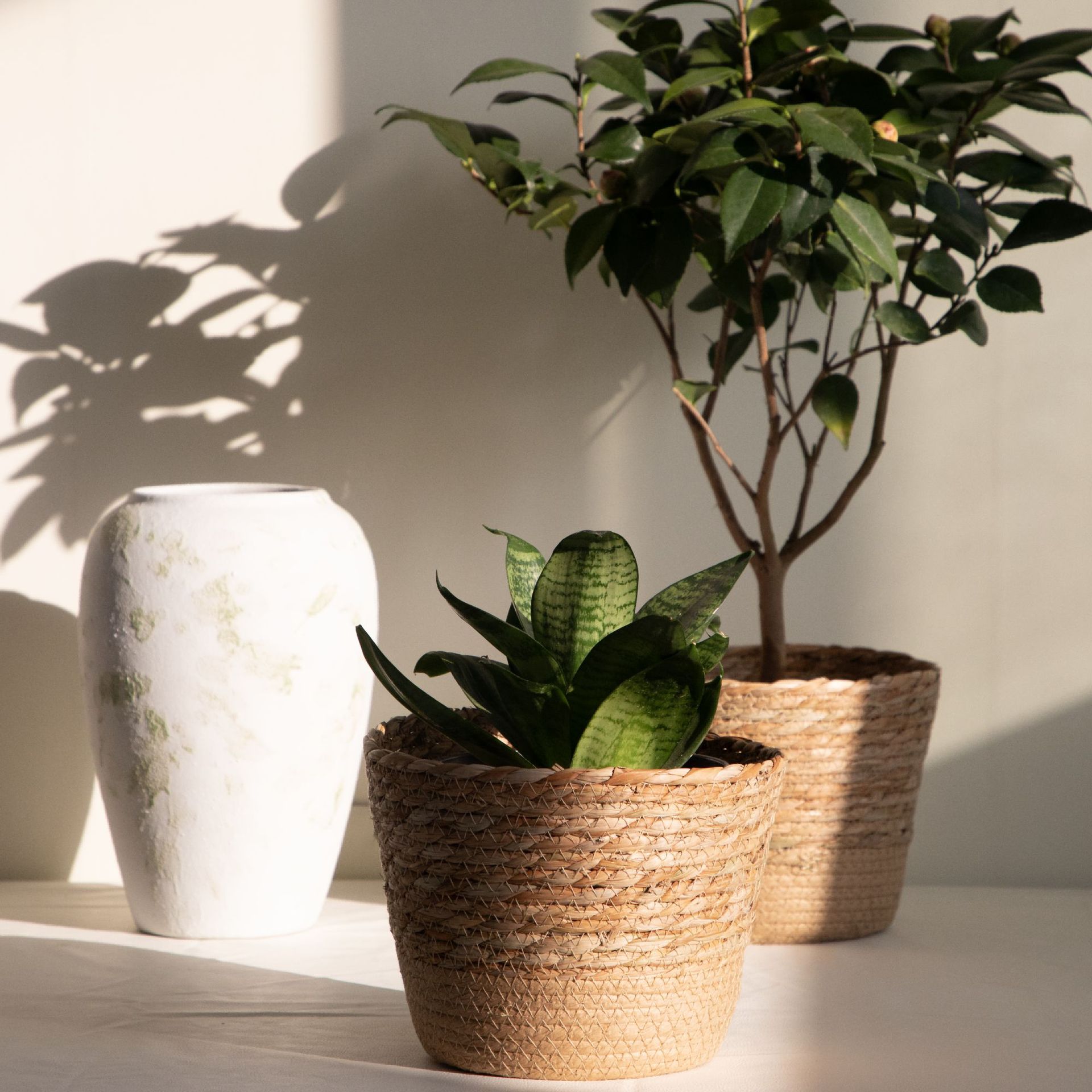 Multi-purpose Woven Storage Ba - đánh giá và giá Aloe Vera Pot