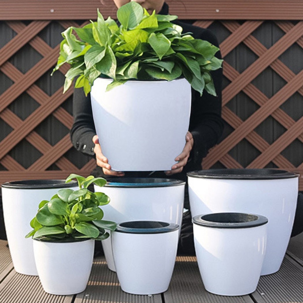 Cây Tự Động Tưới Hoa Cây Nồi G - đánh giá và giá Aloe Vera Pot