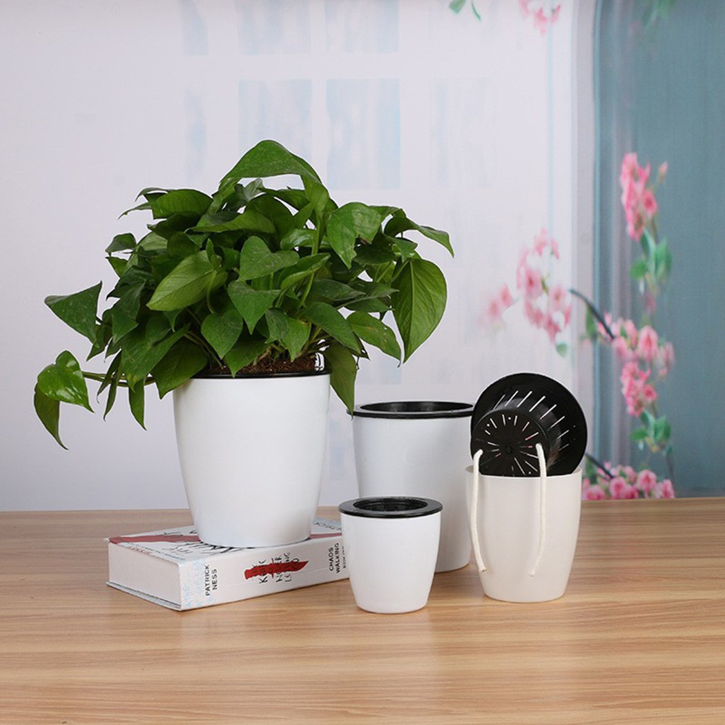Cây Tự Động Tưới Hoa Cây Nồi G - đánh giá và giá Aloe Vera Pot