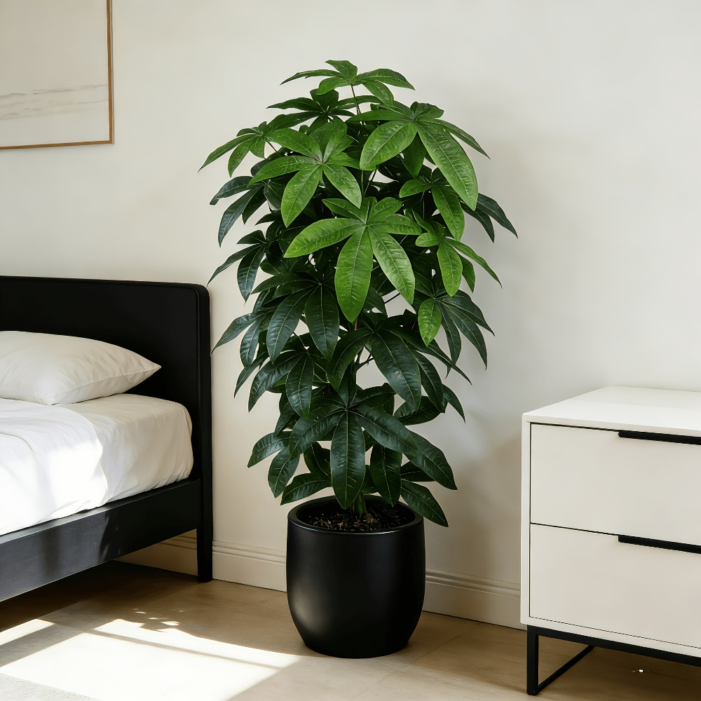 An Artificial Money Tree Pachi - đánh giá và giá Monstera Adansonii